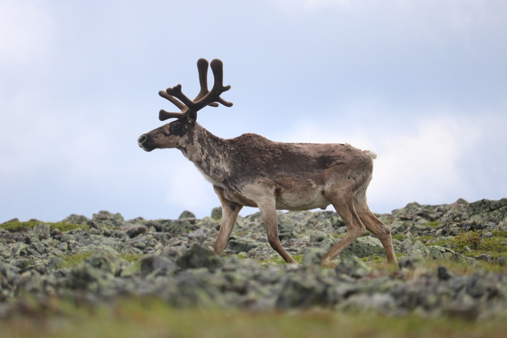 (Rangifer tarandus) Caribou