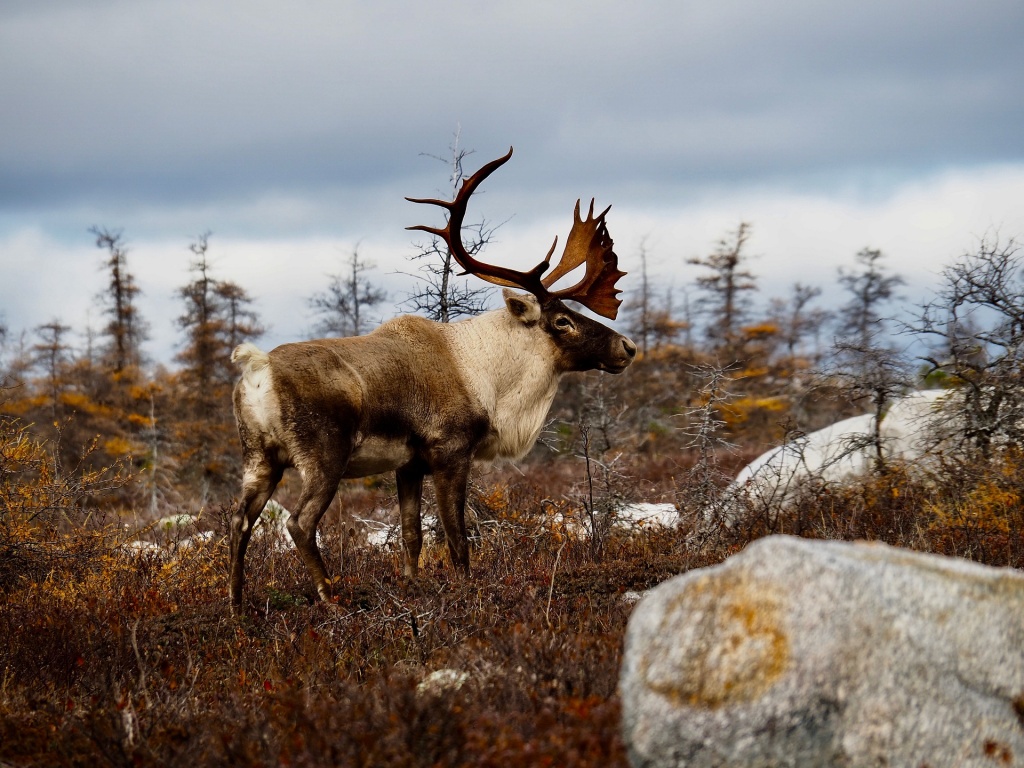 Reindeer (Rangifer tarandus) 