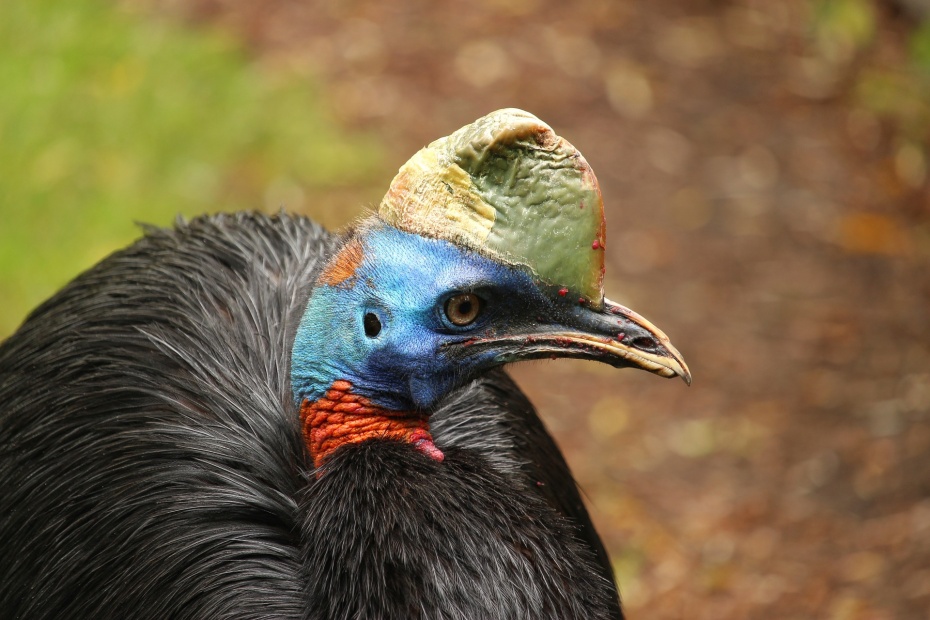 Cassowary