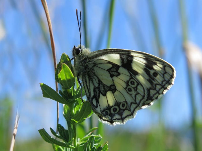 National Butterfly and Hummingbird Day - Butterfly