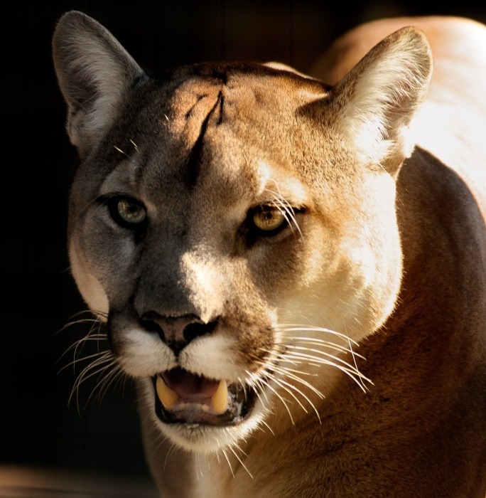 Save the Panther Day - Cougar - Panther