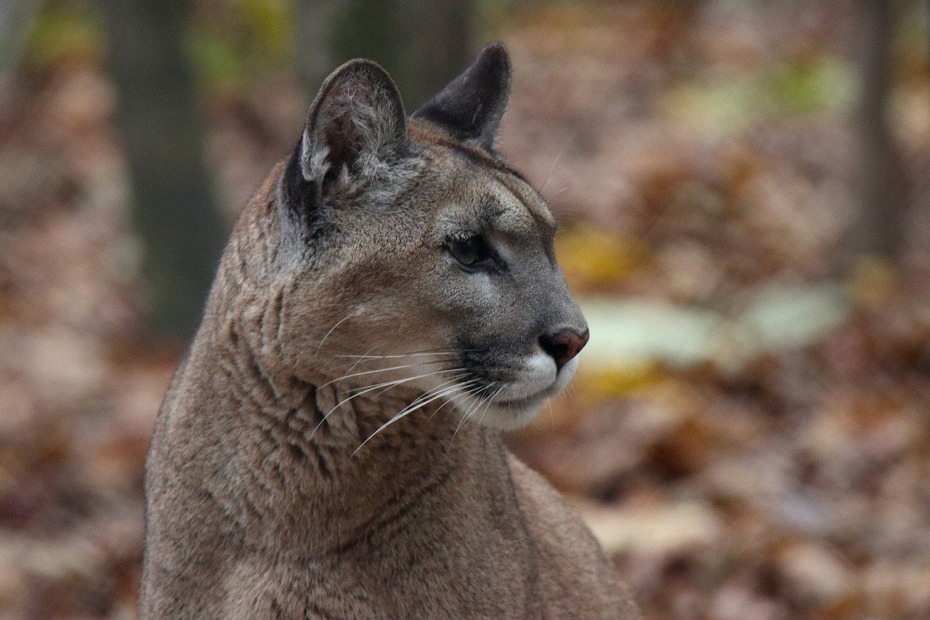 Cougar - Panther