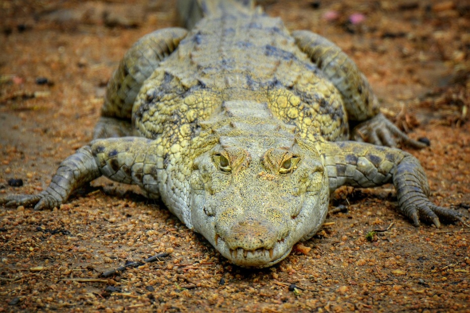 Crocodile