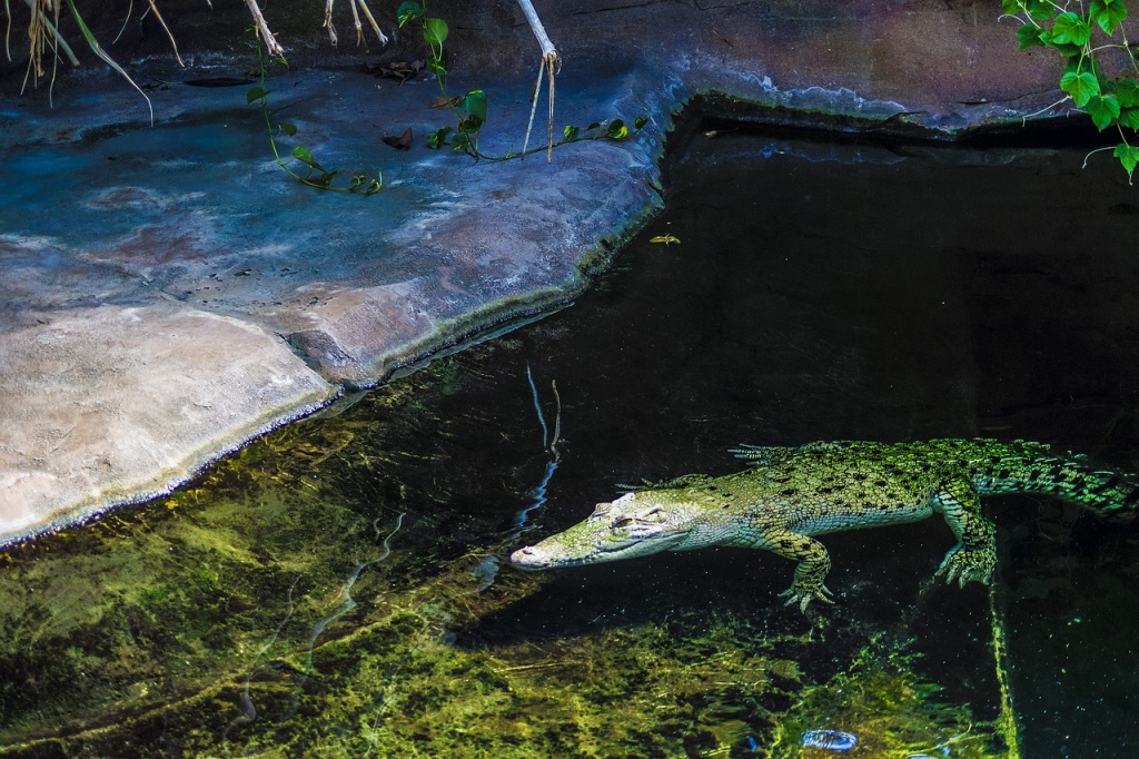 National Zoo Lovers Day -  Crocodile