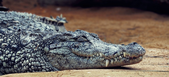 World Crocodile Day  - Crocodile