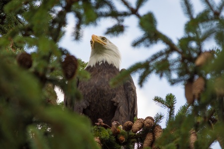 American Eagle Day - Bald Eagle