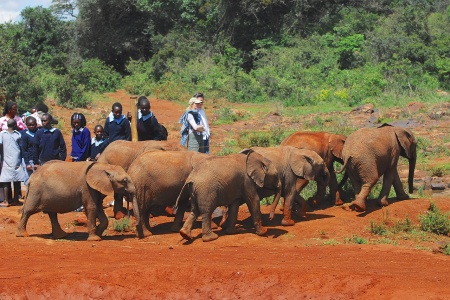 Animal Sanctuary Caregiver Day - Rescued Elephants in Kenya