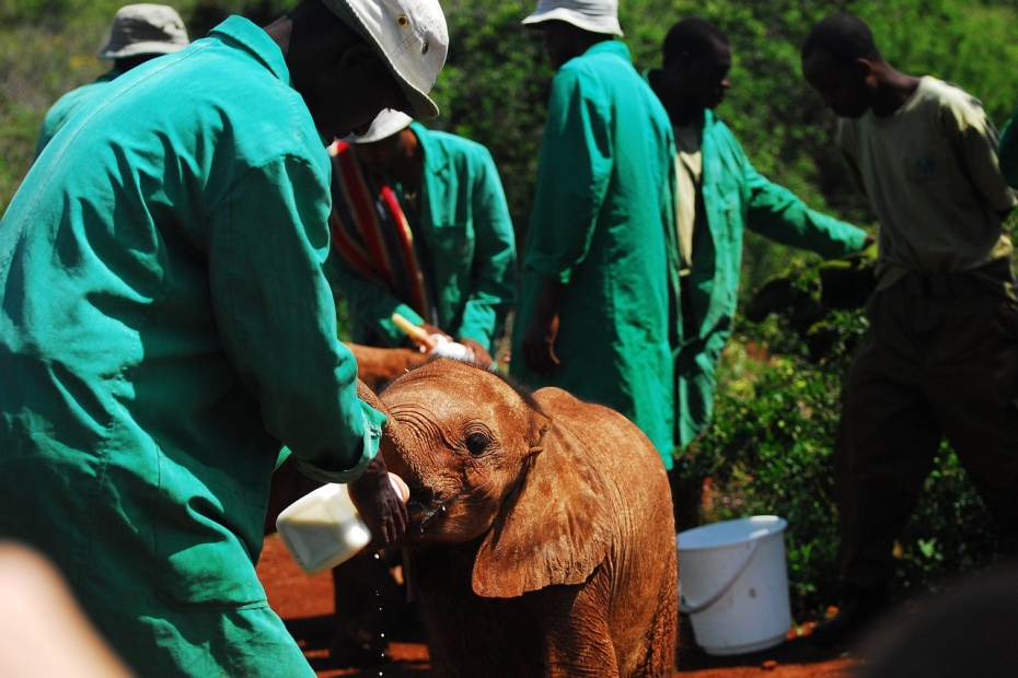 Feeding Rescue Baby Elephants