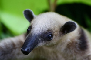 Tamandua