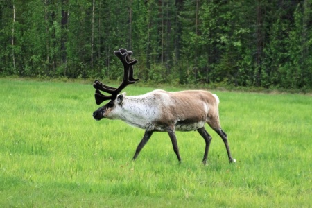 Earth Day - Reindeer