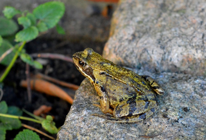 Frog Jumping Day
