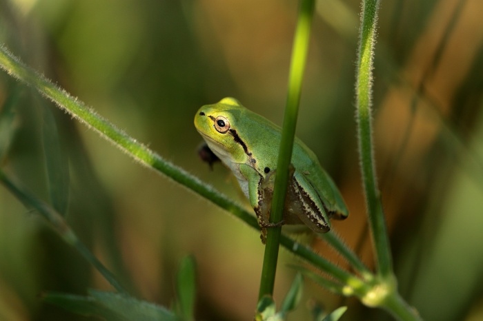 Frog Jumping Day