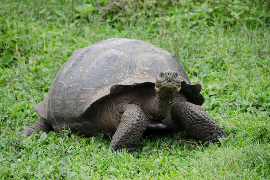 Galapagos Tortoise