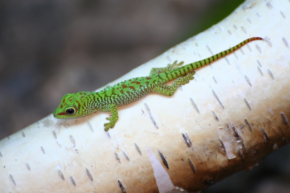 Gecko Baby
