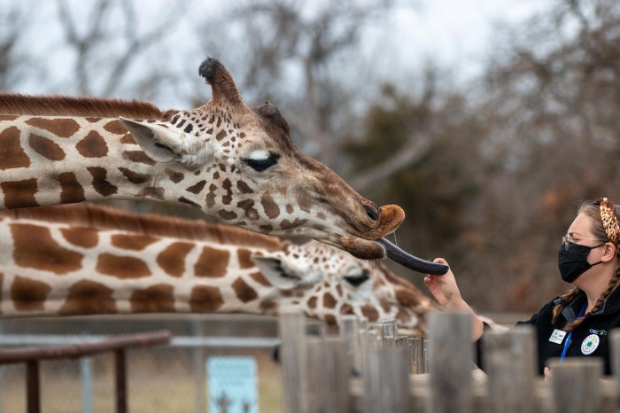 International Zookeeper Day - Giraffes