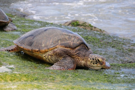 World Turtle Day - Green Sea Turtle