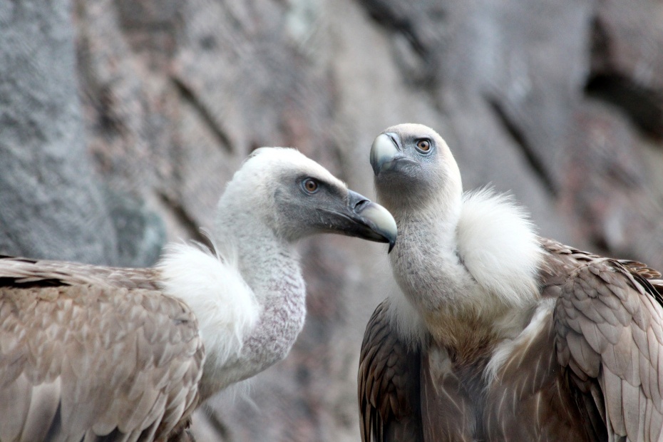 Griffon Vultures