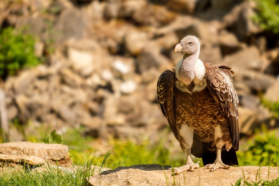 Griffon Vulture