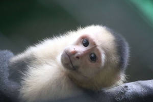 White Faced Capuchin Monkey