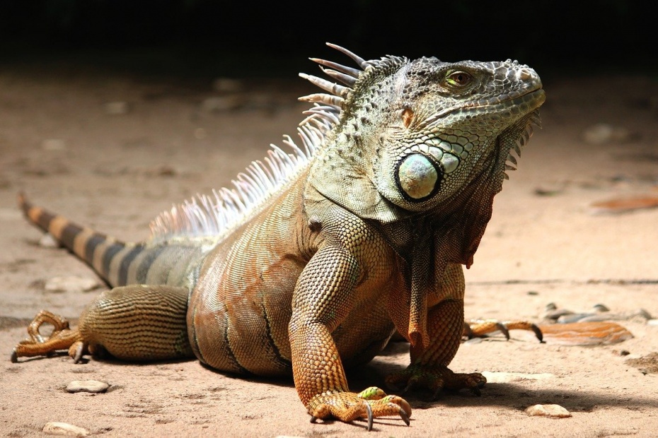 Iguana