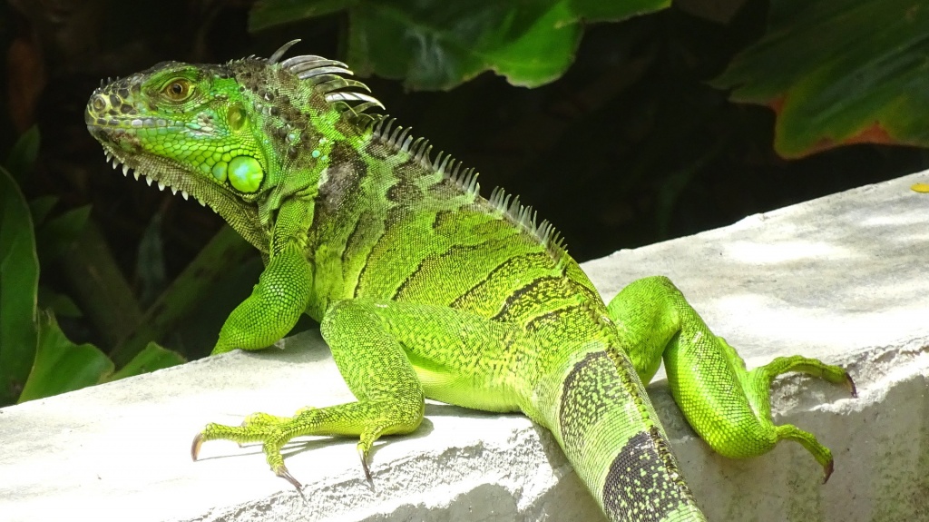 Green Iguana