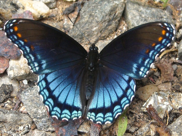 National Butterfly and Hummingbird Day - Butterfly