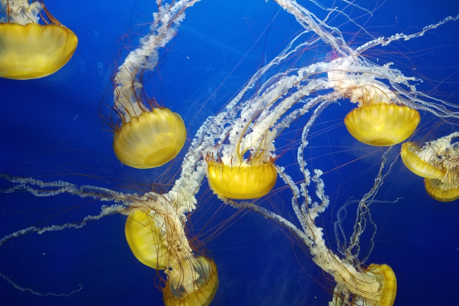 Jellyfish