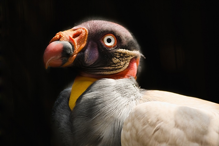 King Vulture