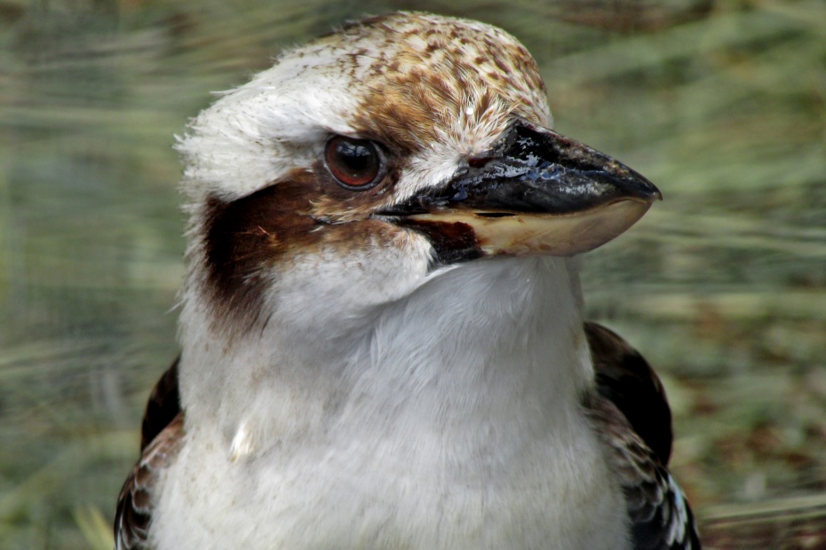 Kookaburra