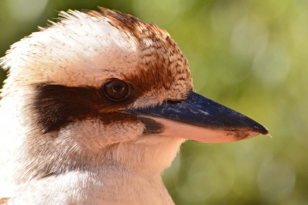 Kookaburra