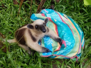 Baby Tamandua