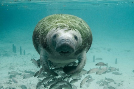 November is Manatee Awareness Month - Manatee