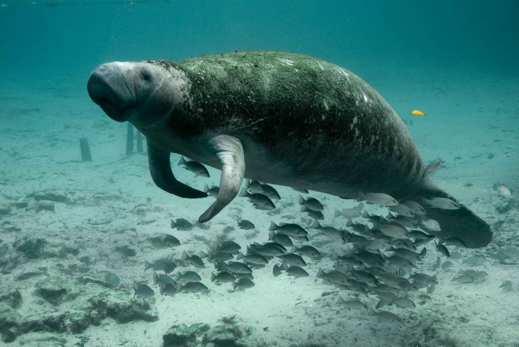 International Manatee Day - Manatee