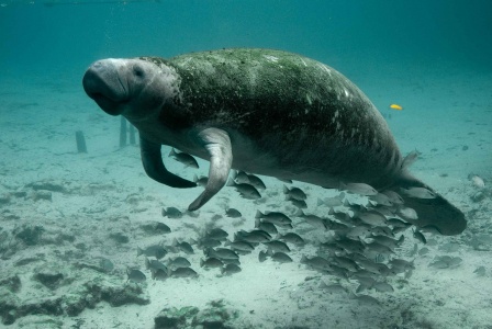 Manatee Appreciation Day - Manatee