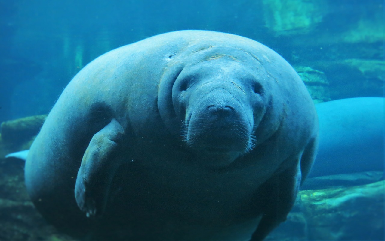 Manatee Appreciation Day 2022 - Wildlife Around The World