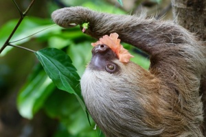 2 Toed Sloth