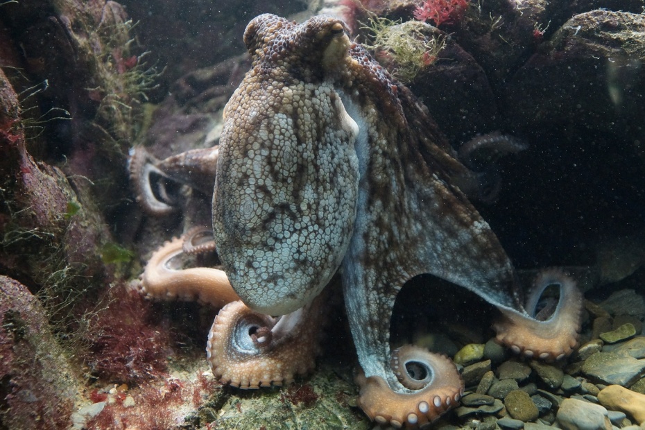 Octopus