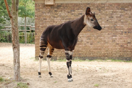 World Okapi Day - Okapi