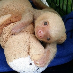 Baby Two Toed Sloth