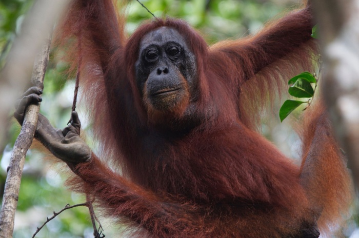 International Orangutan Day - Orangutan 