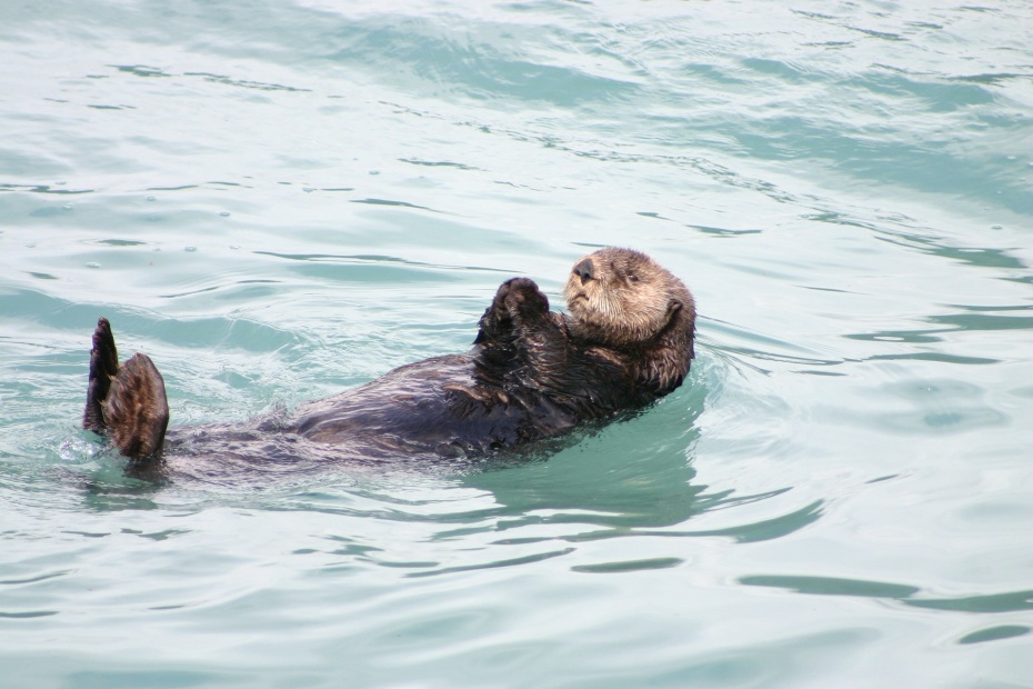 Sea Otter