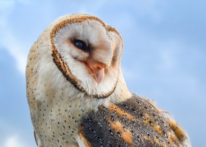 International Festival of Owls - Owl