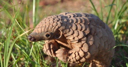 World Pangolin Day - Pangolin