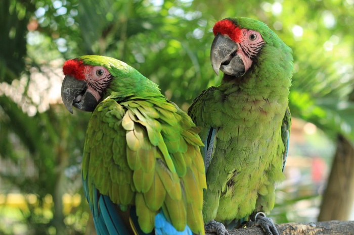 Threatened Species Day - Great Green Macaw