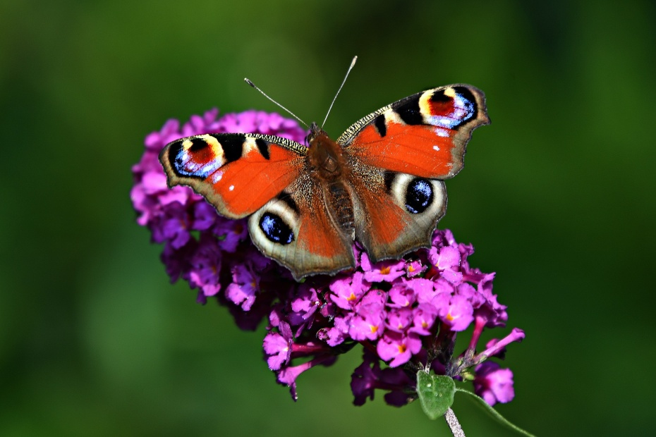 Peacock Butterfly