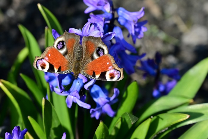 National Butterfly and Hummingbird Day - Peacock Butterfly