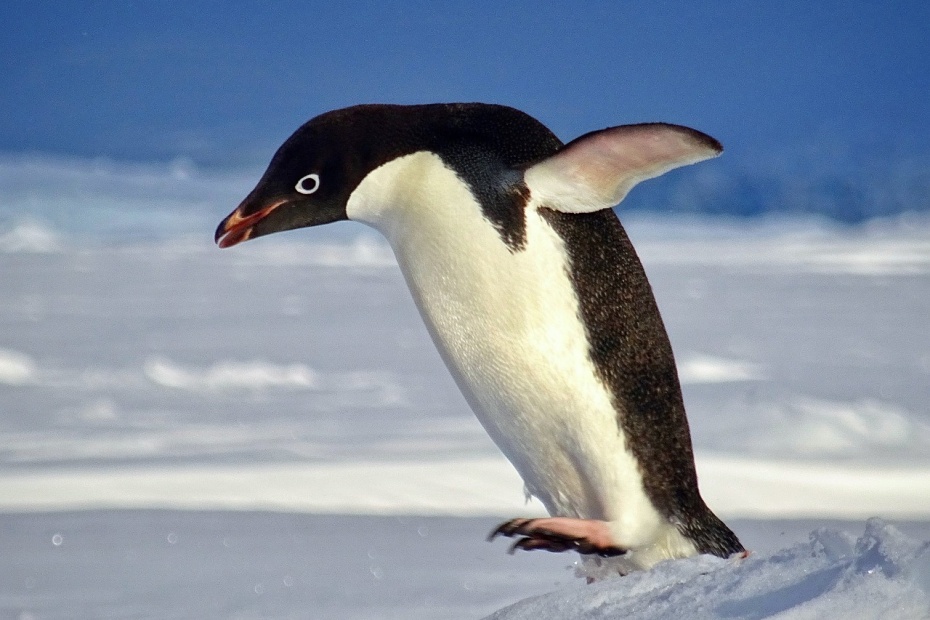 Penguin