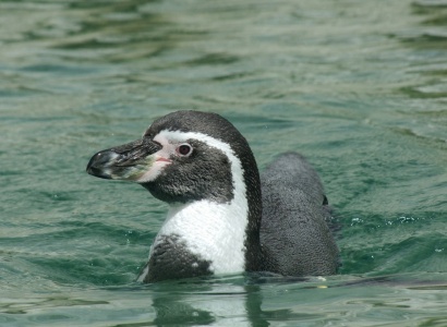 World Penguin Day - Penguin