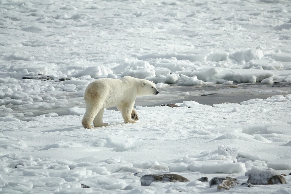 Polar Bear