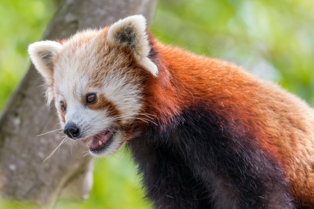 Endangered Species Day - Red Panda